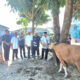 UPGRIP Palembang Tebar Kepedulian Iduladha 1446 H, Sembelih 7 Sapi Qurban dan Perkuat Nilai Kebersamaan Kampus